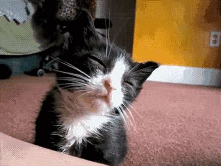 cat falling asleep gif